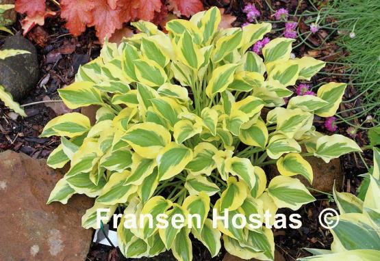 Hosta Grand Prize